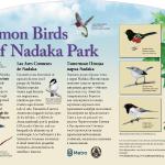 Tri-lingual sign showcasing the birds to be found in this neighborhood park. Client: Friends of Nadaka Park, Portland.
