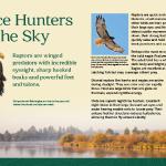 Raptor sign, part of a package of 10 interpretive signs for Caldera Springs. Client: Sunriver Resorts/Cameron McCarthy