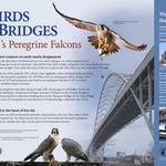 Sign traces the life cycle of urban Peregrine Falcons. Located at OMSI. Client: Audubon Society of Portland